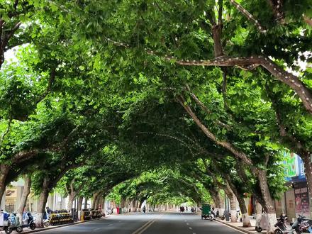 梧桐树影里,藏着古城最日常的诗意#古城 #街景 #会泽