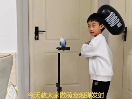 鹦鹉炮弹发射教程狗狗发射特技 ,视频素材源于@🐦蓝莓莓、小狗冲出屏幕外视频制作教程,#萌娃发射特技 #剪映 #狗狗冲出屏幕 #萌宠发射 #剪辑教程