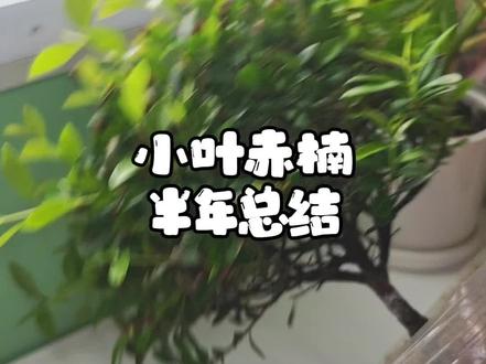 小叶赤楠北漂半年,总结一下~
#小叶赤楠 #养护小知识 #盆景 #小叶赤楠盆景 #花卉绿植