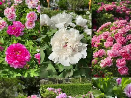 来洛阳看牡丹,一定要选对牡丹园❗️ 1️⃣王城公园:历届洛阳牡丹花会主会场
2️⃣中国国花园:洛阳最大的牡丹园
3️⃣隋唐植物园:网红银丝贯顶
4️⃣神州牡丹园:花期最长的牡丹园
5️⃣国家牡丹园:千年牡丹王
6️⃣国际牡丹园:晚花期封神
#洛阳牡丹甲天下 #洛阳旅游攻略 #洛阳导游伊伊 #牡丹 #旅游