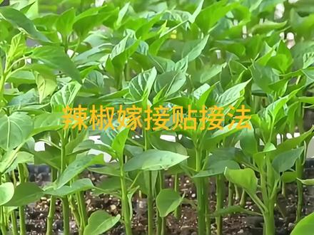 辣椒嫁接技术贴接法 辣椒嫁接技术解决方案
当砧木具4~5片真叶、茎粗达5毫米左右,接穗长到5~6片真叶时,为嫁接适期。嫁接用具主要是刀片和嫁接夹。使用前,将刀片、嫁接夹放入200倍的福尔马林溶液浸泡1~2小时进行消毒。
嫁接场地的光照要弱,距苗床要近。嫁接苗床在温度较低的冬季或早春,应选用低畦面苗床;高温和多雨季节,选择高畦面苗床。
嫁接场地周围洒些水,保持90%以上的空气湿度,气温宜在25~30℃,保持散射光照,嫁接场地应用500倍多菌灵药液,或600倍百菌清药液,对地面、墙面以及空中进行喷雾消毒。
用长条凳或平板台作嫁接台。嫁接前1天,用600倍的百菌清或500倍的多菌灵对嫁接用苗均匀喷药,第2天待茎叶上的露水干后再起苗。嫁接前,将真叶处的腋芽打掉,采用劈接、靠接、贴接 等嫁接方法。#新农人计划2024 #辣椒种植 #嫁接技术 #蔬菜 #恩施