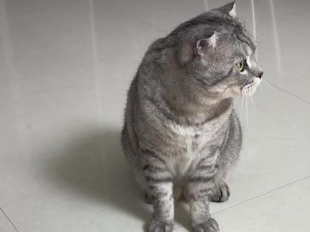 还好小猫不用上学🥕#小猫 #胡萝卜