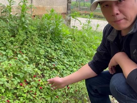 蛇莓能吃吗?蛇莓有毒吗? #植物 #蛇莓 #家乡野果