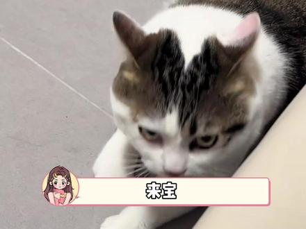 来宝,你一直拥有最真挚的爱#宠物 #猫 #领养 #暖心 #感动