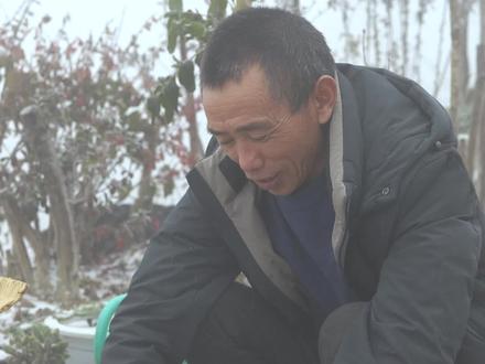 天麻泡酒,新鲜天麻和干天麻都可以 #张周清 #周清家天麻