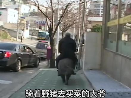 骑野猪去买菜的大爷? #科普 #dou出新知 #涨知识