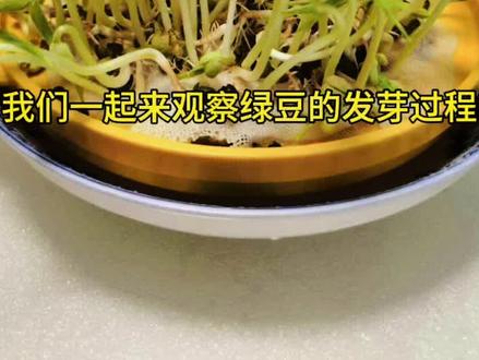 观察日记——绿豆发芽过程。#写作 #绿豆发芽观察日记