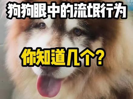 狗狗眼中的流氓行为,你有做过吗?#萌宠 #萌宠出道计划 #新手养狗#养狗经验分享
