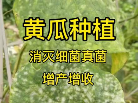 消灭黄瓜细菌,真菌 #黄瓜 #黄瓜种植 #黄瓜种植技术 #黄瓜高产种植