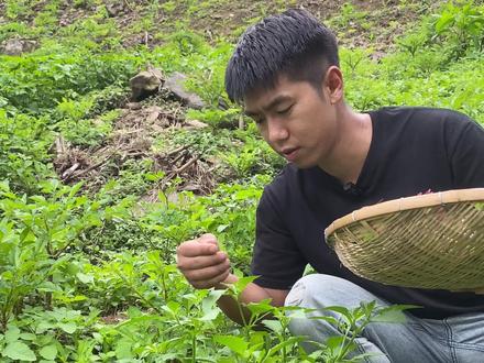 农村遍地都是宝,野菜龙葵拿来煮鸡蛋,苦青圈。#农村遍地都是宝 #乡村守护人2023 #龙葵 #农村美食 #大山里的味道 #新农人计划2023#新鲜采摘