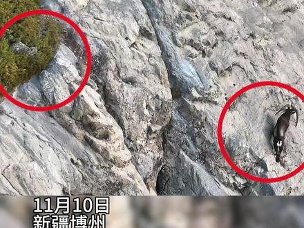 民警航拍记录雪豹伏击北山羊珍贵画面。