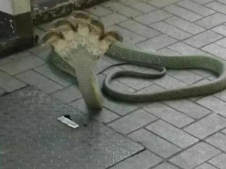 老铁们,你们知道打蛇为什么要打七寸吗