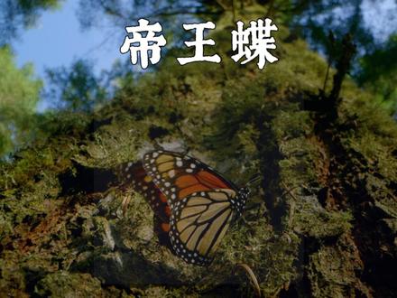 最震撼、最大规模的动物迁徙之旅 #动物世界 #帝王蝶 #抖音精选 #抖音硬核版 #自然记录片