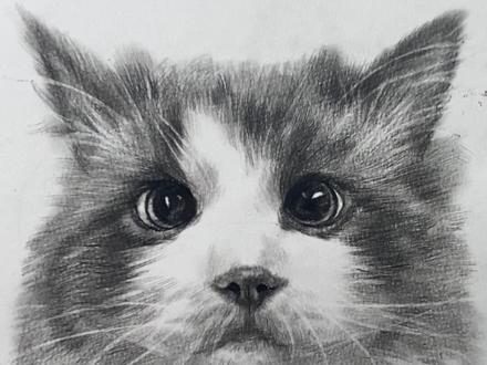 布偶素描教程
#画画 #素描 #素描动物 #布偶猫