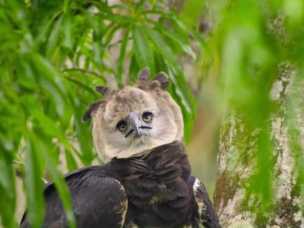 一只角雕幼鸟,一年就需要吃掉两百只猴子 #动物世界 #纪录片解说 #抖音精选