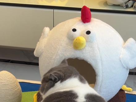 万万没想到呀,液体猫!那么大的猫能进去,jiojio好搞笑呀,一定看到最后哦@DOU+小助手 @抖音小助手