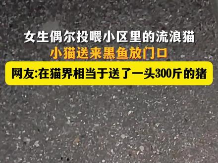 11月30日 浙江。女生偶尔投喂小区里的流浪猫,小猫送来黑鱼放门口,网友:在猫界相当于送了一头300斤的猪。#流浪猫 #感动瞬间正能量 #懂得感恩