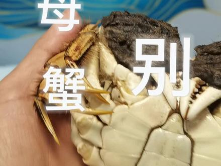 你知道怎样区别公蟹母蟹吗?#美食 #螃蟹🦀#精品大闸蟹