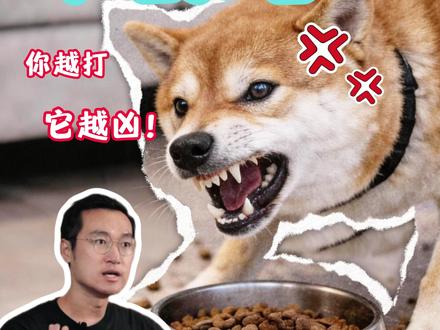 狗护食咬人其实很好纠正,但90%的主人都做错了这两件事... #养狗人 #养狗经验分享 #狗狗咬人 #狗狗训练 #狗狗护食怎么办