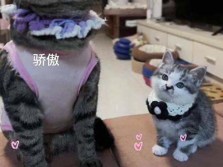 你们催的u🫅来了#猫咪的迷惑行为 #猫咪 #漂亮 #创作者中心 #创作灵感