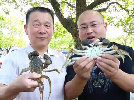 阳澄湖开捕节现场,八两大公蟹一千八百块,今年大蟹特别多,平均半斤多一个#记录美好70年 #吃阳澄湖大闸蟹