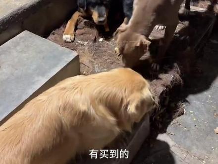 骏良 2025-11-18(2/2)
『好孩子检查结果出来了,确诊利士曼原虫感染,不是肿瘤。骏良听从粉丝朋友们的建议挂了农大的号。后续院里的狗狗们都要带去筛查;冰箱贴明天应该就可以上架了;第一批收到的毛毯质量没有过骏良的关,暂时不会上架;帆布包换工艺重新制作中,非诚信问题;』
迟到的骏良依然是扫地僧,扫扫地,一会先回答好孩子和周边的问题;意外发现了一个问题,把蒜皮小虎放别的院子里,这一片地方好像都安静下来了;豆豆应该发晴结束了,应该可以一起放风了;天狼因为养伤没有带上山来;豆豆还是不太适合集体活动,带到院子又得牵回去闭关;骏良说要讲蒜皮和小虎感人的故事,话音未落虎皮又吵起来了哈哈哈。蒜皮的咬合力比不上小虎,玩具还是能从嘴里抢走的;24和蒜皮儿有点不对付,他俩打架,小虎马上就冲过去打24,合力把24击退了。后边24气不过就去打小虎,蒜皮儿无动于衷,哈哈哈哈哈。小虎终究是错付了;胖宝宝在狗群来回溜达,起到一个活跃气氛的作用;今日磨牙棒欠缺,仅有8根。骏良刚摸出来鸡脆片,就发现小宝磨牙棒已经吃完了,太快了!明天给大家看毕业视频。小杜最近比较爱塌房,今晚又想咬狗了;胖宝宝逃跑未遂被骏良拽着尾巴回去套绳子,准备开饭。等待开饭,小虎嗷嗷叫唤焦急得快说话了,胖宝宝又悄咪咪地嚼嚼嚼嚼嚼嚼绳子;小霸王打黄男,于是饭被黄黄抢走了,哈哈哈哈哈;很早就把碳和其它狗分开,但碳好像是怀孕了。独属于门头沟的谜案又要来了吗?骏良判断好孩子应该就是假孕了,直播间有朋友说是假孕骗月子汤,哈哈哈哈哈哈;今晚直播就到这,理论上明晚还直播,到时候也会告诉大家具体的冰箱贴的上架数量和时间(假如明晚还没上的话)。
视频为完整回放,希望各位小伙伴们把有趣片段时间轴评论在评论区里;字幕为剪辑软件自动识别,如有错误还请uu们弹幕里指正🧡ྀི💛ྀི❤ྀི
#骏良 #北京 #直播 #狗狗 #狗狗🐶