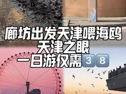 📍天津东疆湾 西伯利亚海鸥如约而至#旅游推荐官 #东疆湾亲海公园 #天津之眼 #东疆湾海鸥#天津游玩推荐