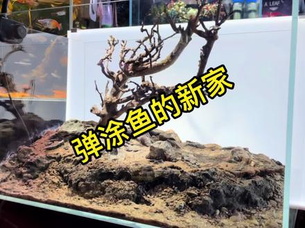 弹涂鱼的新家马上来了#鱼缸造景摆件
