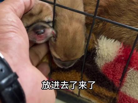 银豆在家坐月子,金豆帮忙买菜给银豆做饭 #养狗人的乐趣#柴犬#狗宝宝#狗帮忙买菜