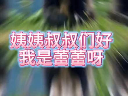 晓晓蕾蕾平安回到祖国 入住碧峰峡基地 祝宝贝们熊生顺遂#大熊猫