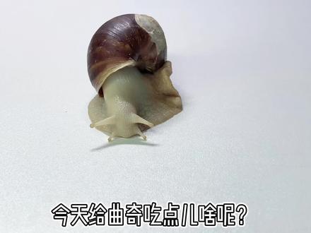 曲奇基本好了,已经学会傲娇了。蜗牛像兔子是什么科学原理好可爱#白玉蜗牛 #萌宠 #爬宠 #宠物成精啦