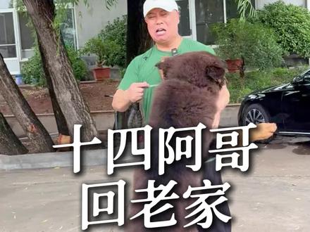 十四阿哥重回故里#藏獒#萌宠出道计划 #狗狗 #萌宠