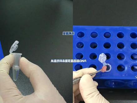 手把手教你做实验_基因组DNA提取