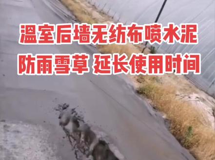 温室后墙无纺布喷水泥浆,可防雨防雪防草,延长使用时间,10年我们首创!#蔬菜大棚 #日光温室大棚 #农业种植 #王友福 #现代农业 #现代化农业 #农业 #新农人计划2021 #寿光蔬菜 #新农人 #新农人计划 #大棚蔬菜 #蔬菜大棚