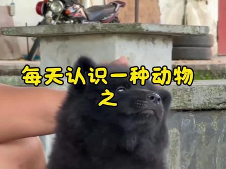 狗界的镇宅驱邪的神兽 犬界的真神 #五黑犬 #中华田园犬 #狗狗成精了 #萌宠出道计划 #动物科普