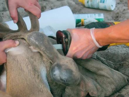 鹿角畸形生长,小鹿头部被压垮,农场主冒险锯鹿角 #野生动物