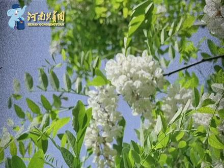 “一把野菜一把面,蒸出河南人的春天!”(剪辑:肖春雅 安阳师范学院)#河南美好推荐官