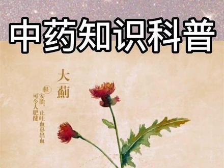 大蓟.....老虎脷,大刺盖,大刺儿菜,凉xue止xue,消肿#中草药 #植物 #科普