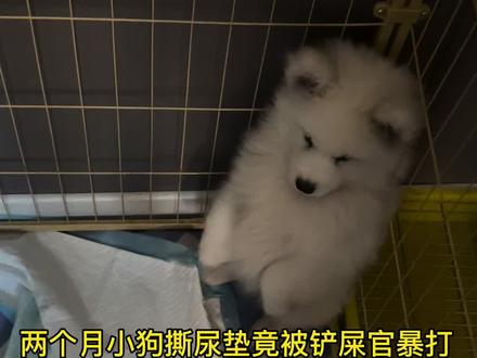 已经出现了拆家的迹象了#萨摩耶