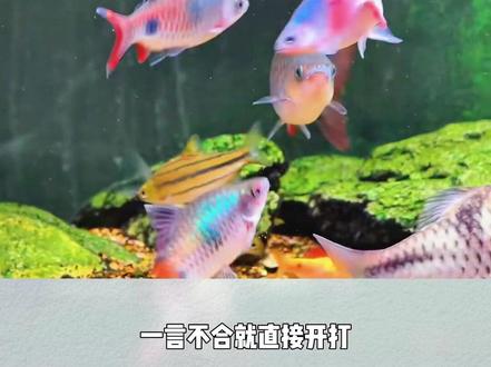 盘点 10大人气道金斯鲃,价格颜值干货总结 #溪流缸 #道金斯鲃 #养鱼日记 #观赏鱼 #水族爱好者