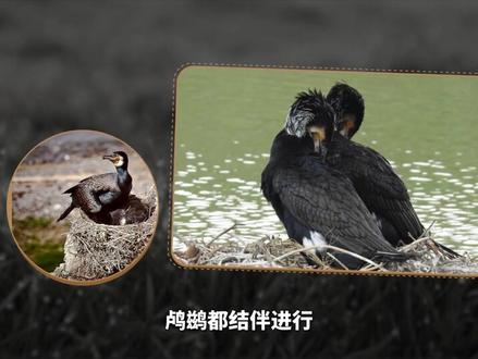 鸬鹚——拥有高超的捕鱼本领