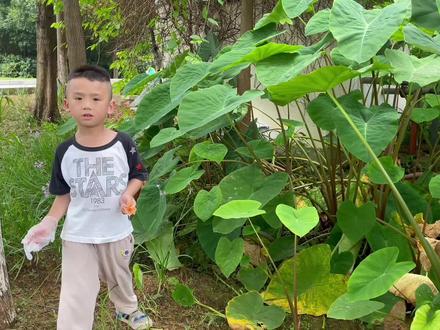 一秒分清野芋和滴水观音#暑假生活