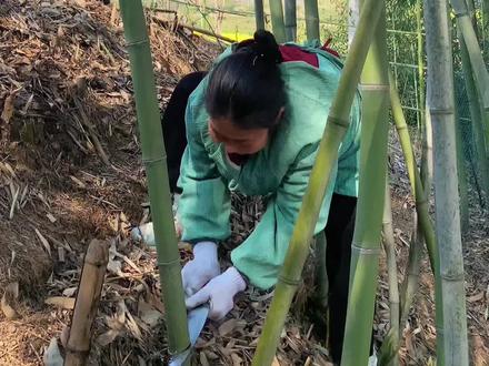 花一天时间做了个竹门,最终效果还是挺满意的,大家觉得怎么样#真实生活分享计划 #我的乡村生活 #竹编手艺