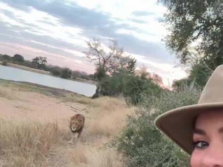 狮子为什么不攻击车上的人 #动物科普#雄狮#动物