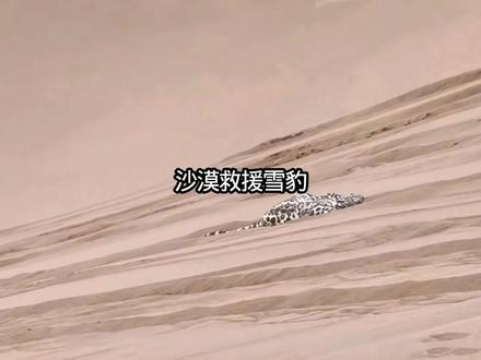 沙漠救援雪豹#动物#动物救助 #野生动物零距离 #动物解说 #动物科普
