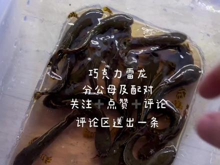 巧克力雷龙怎么分公母,怎么配对,关注➕点赞➕评论,评论区送出一条巧克力雷龙#巧克力雷龙 #雷龙鱼分公母 #巴卡雷龙