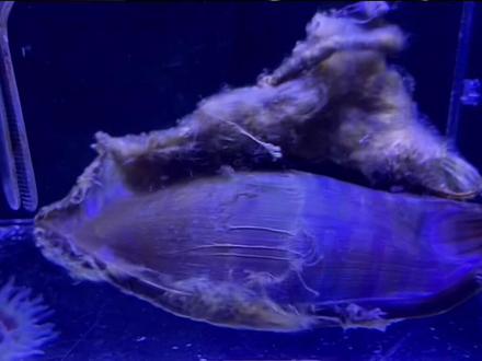 鲨鱼产卵过程,我可算给你们讲明白了,哈哈哈哈