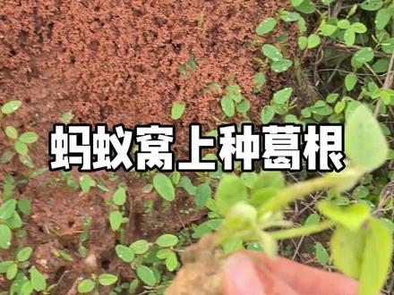 蚂蚁窝上种葛根,哈哈哈哈哈哈#土壤里的惊喜 #红蚂蚁 #葛根种植