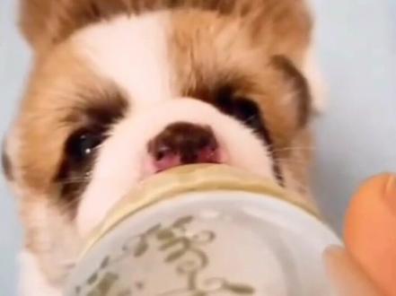 听到后面奥,因为我尽力了 ,草根主唱 ,只要看尾巴变化#有尾巴的柯基 #柯基犬日常