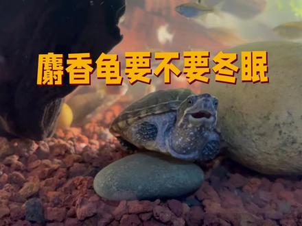 麝香龟要不要冬眠?还是加温活动?#麝香龟 #养龟日常 #龟龟🐢 #龟宠时代 #神奇动物在抖音 @DOU+小助手